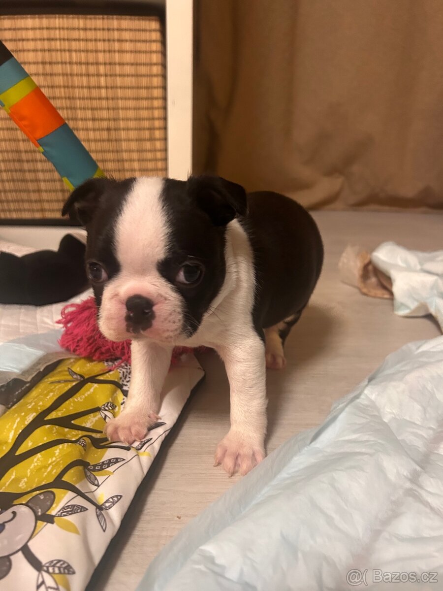 Bostonský teriér s PP - 13