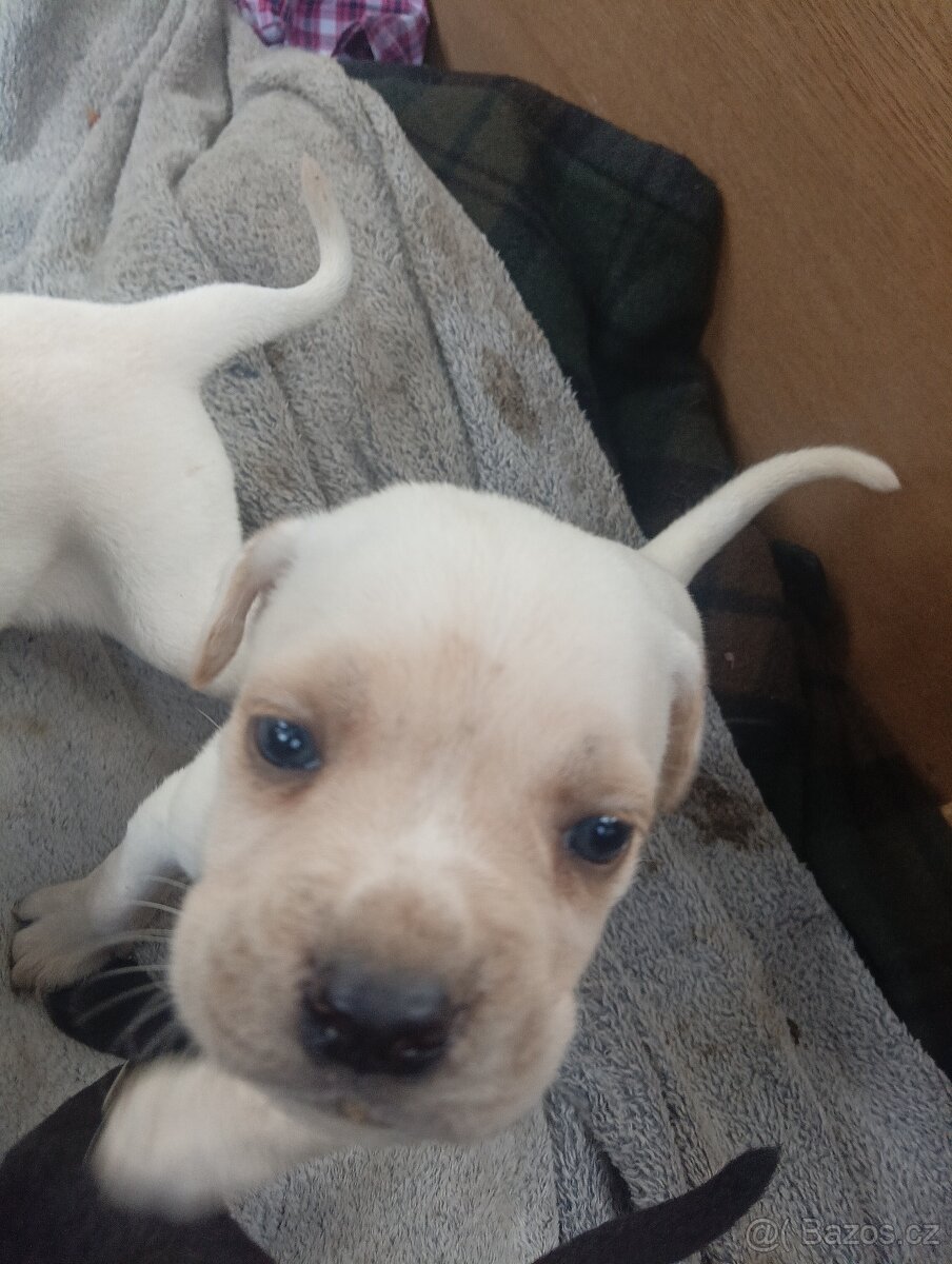Cane corso štěňata - 13