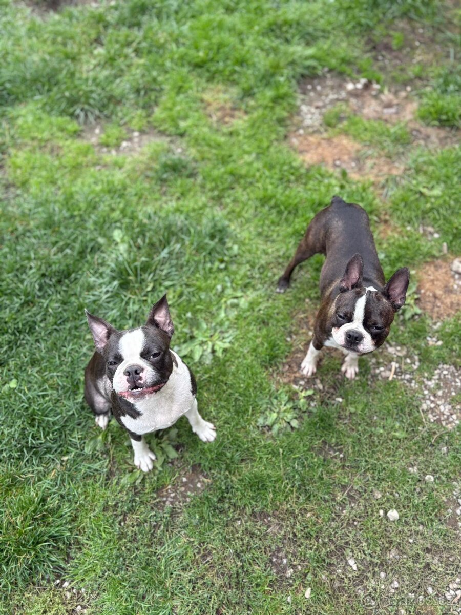 Bostonský teriér Silber El Kladruby - 13