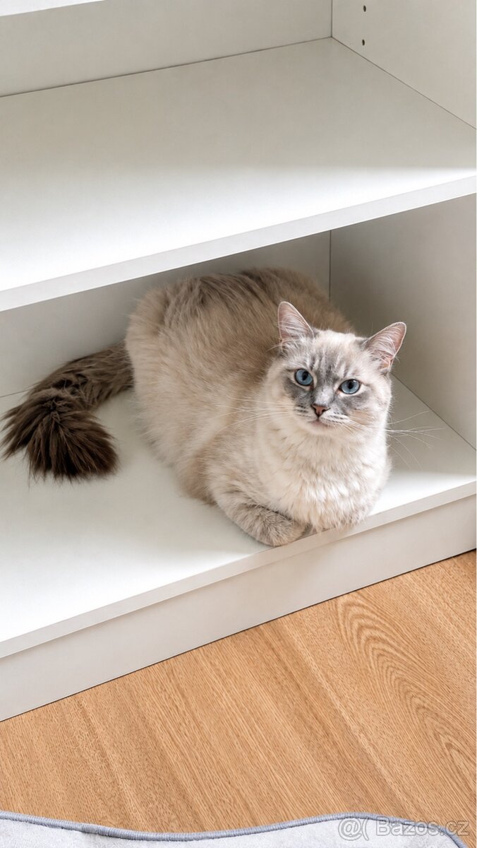 Ragdoll kocourci 🐾 - 13