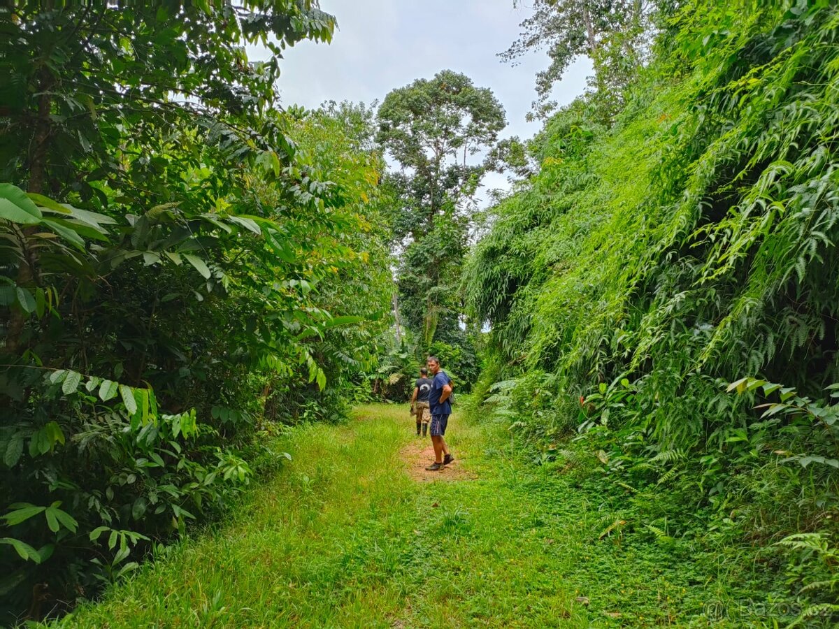 Farmy Kostarika Rio Claro - 13