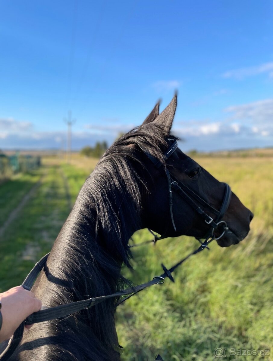 A 1/1 a český teplokrevník - 13