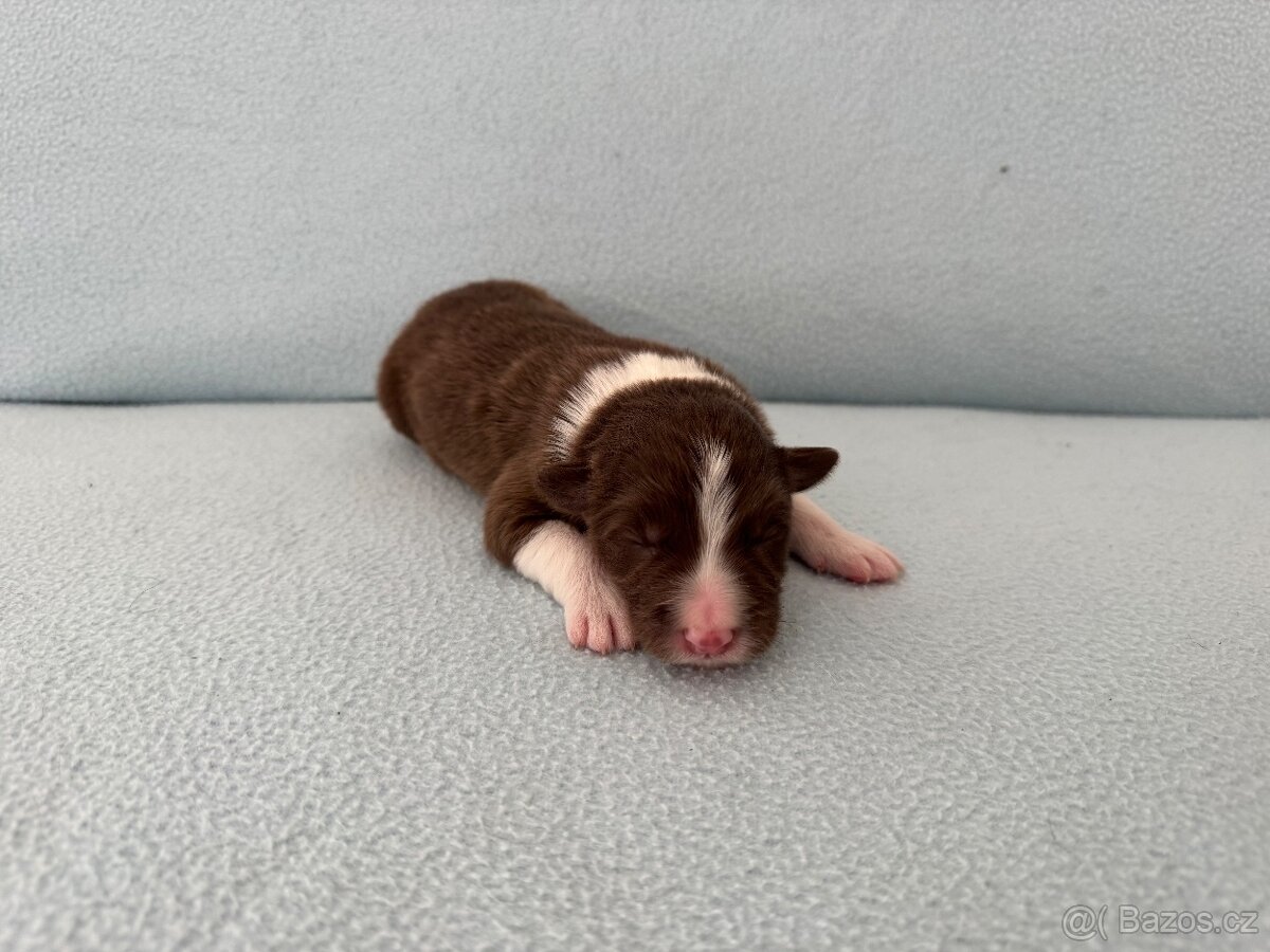 Border kolie s PP hnědo bílá a red merle - 13