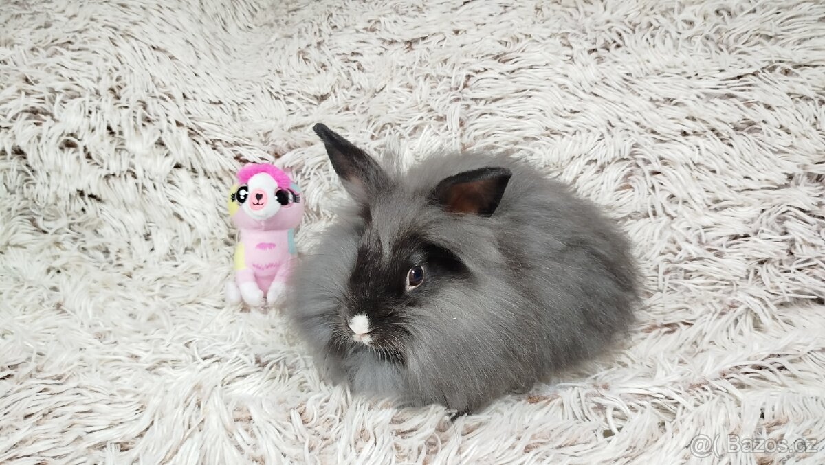 Zakrslý králík, králíček - HOLLY - 13