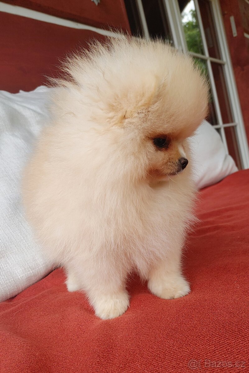Pomeranian s PP ke KRYTÍ - krémový (žádný prodej) - 13
