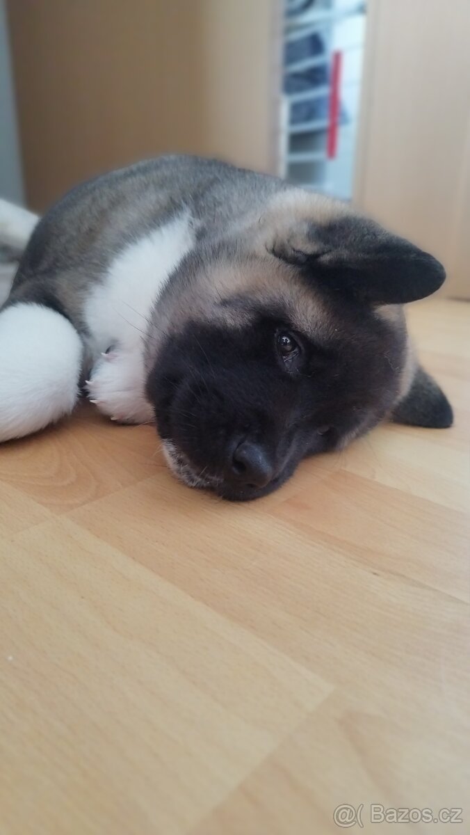 Americká akita štěňátka pejsek a fenečka - 13