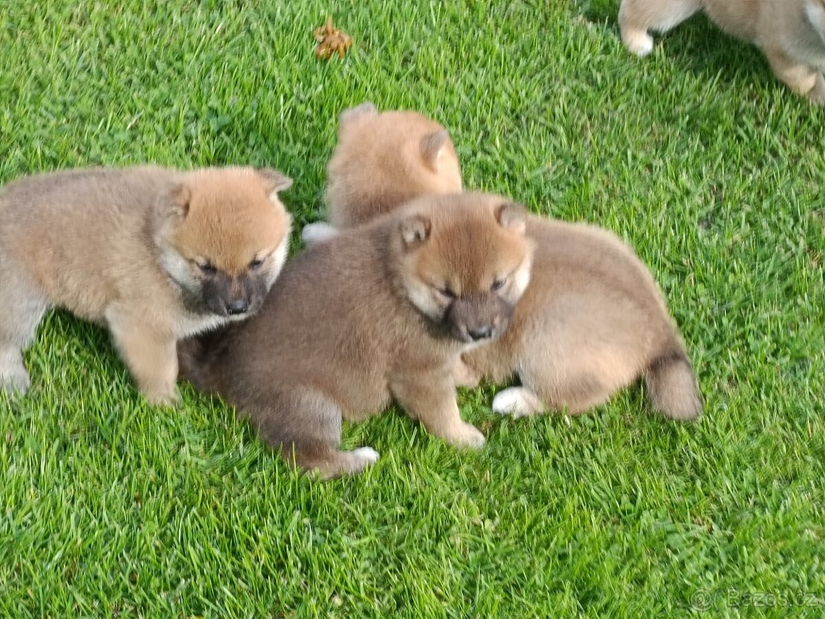 Shiba inu - 13