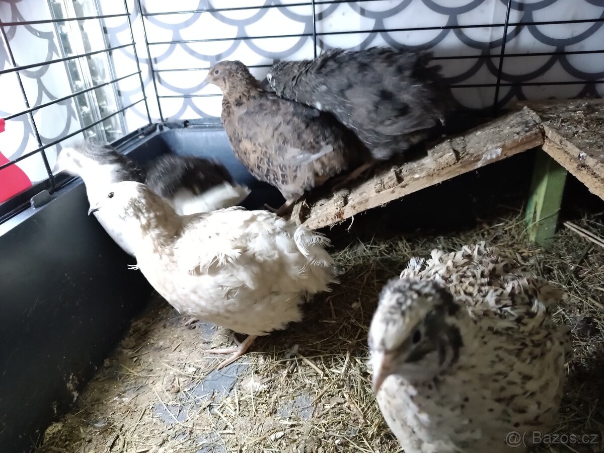 Násadová vejce křepelky - 13