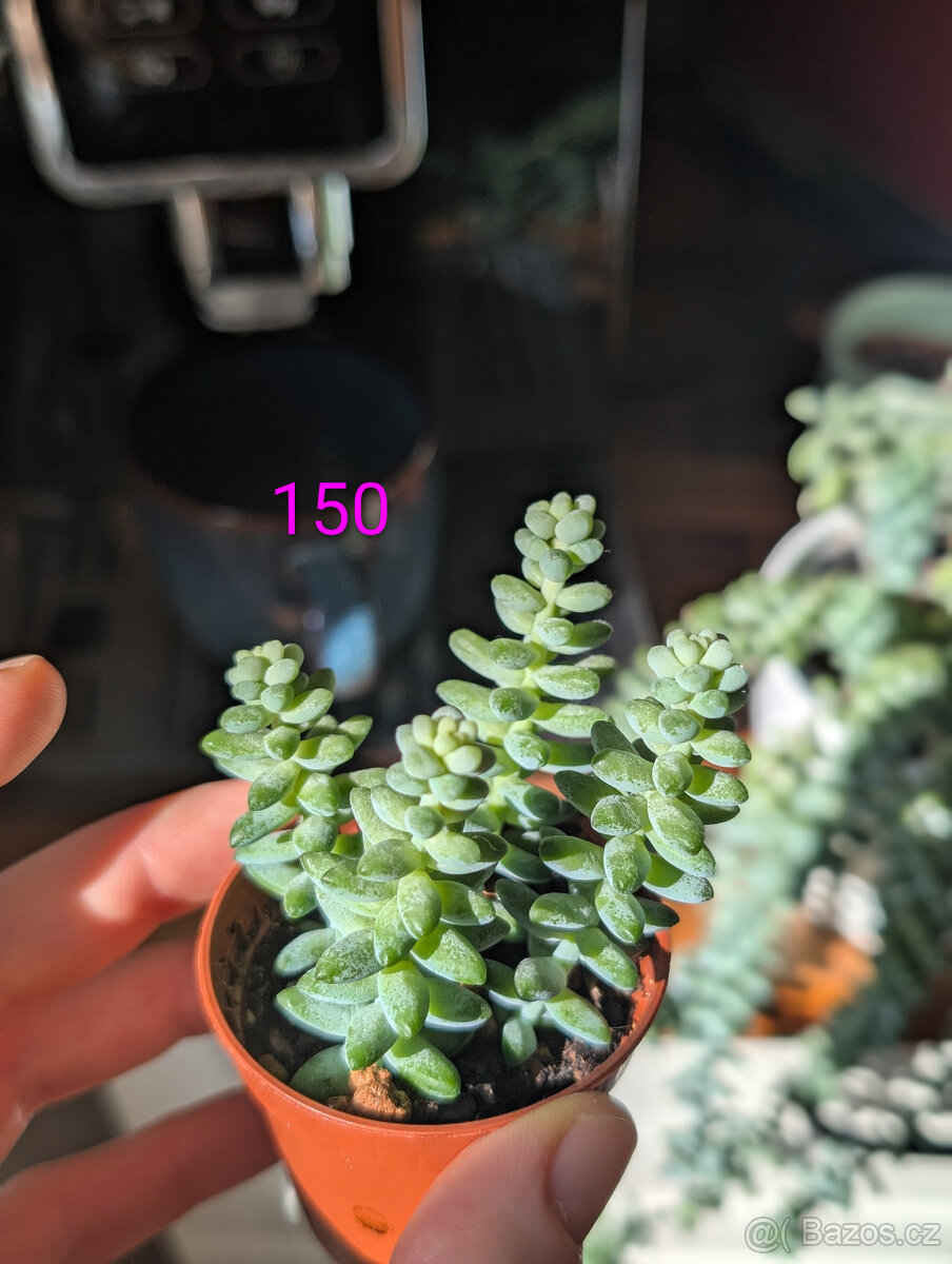 Pokojové rostliny - 13