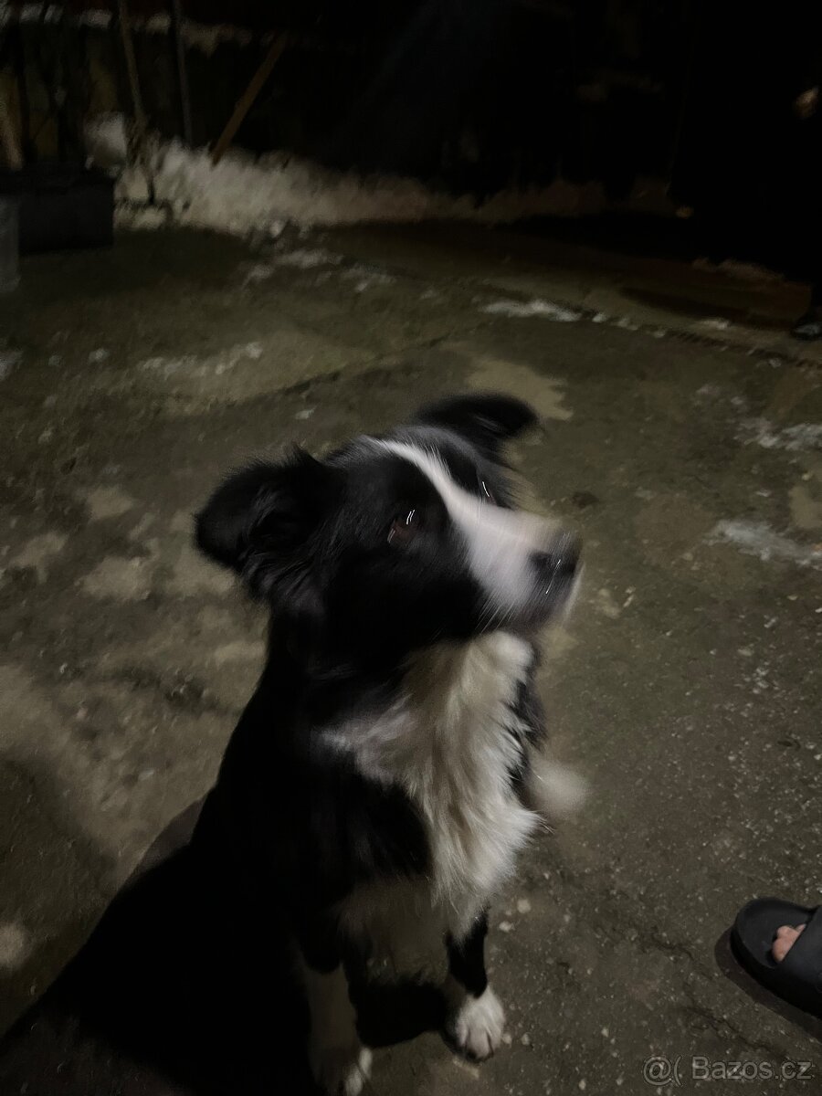 Štěňátka border kolie - 13