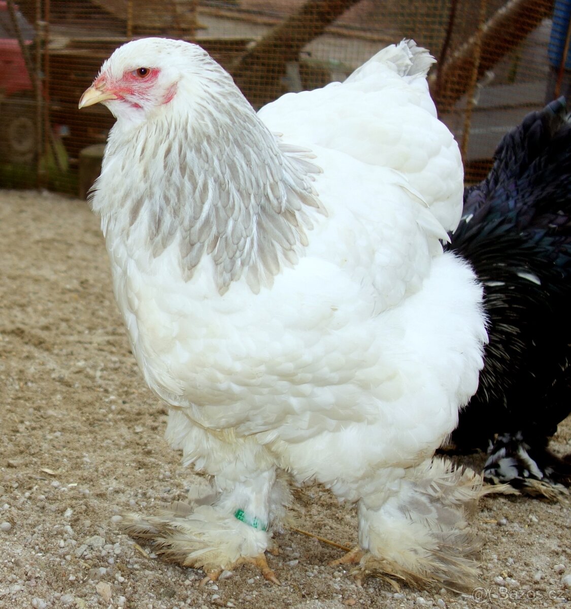 Bráhmanka velká - 13