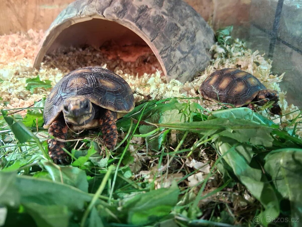 prodám mláďata želv + kompletní terárium - 13