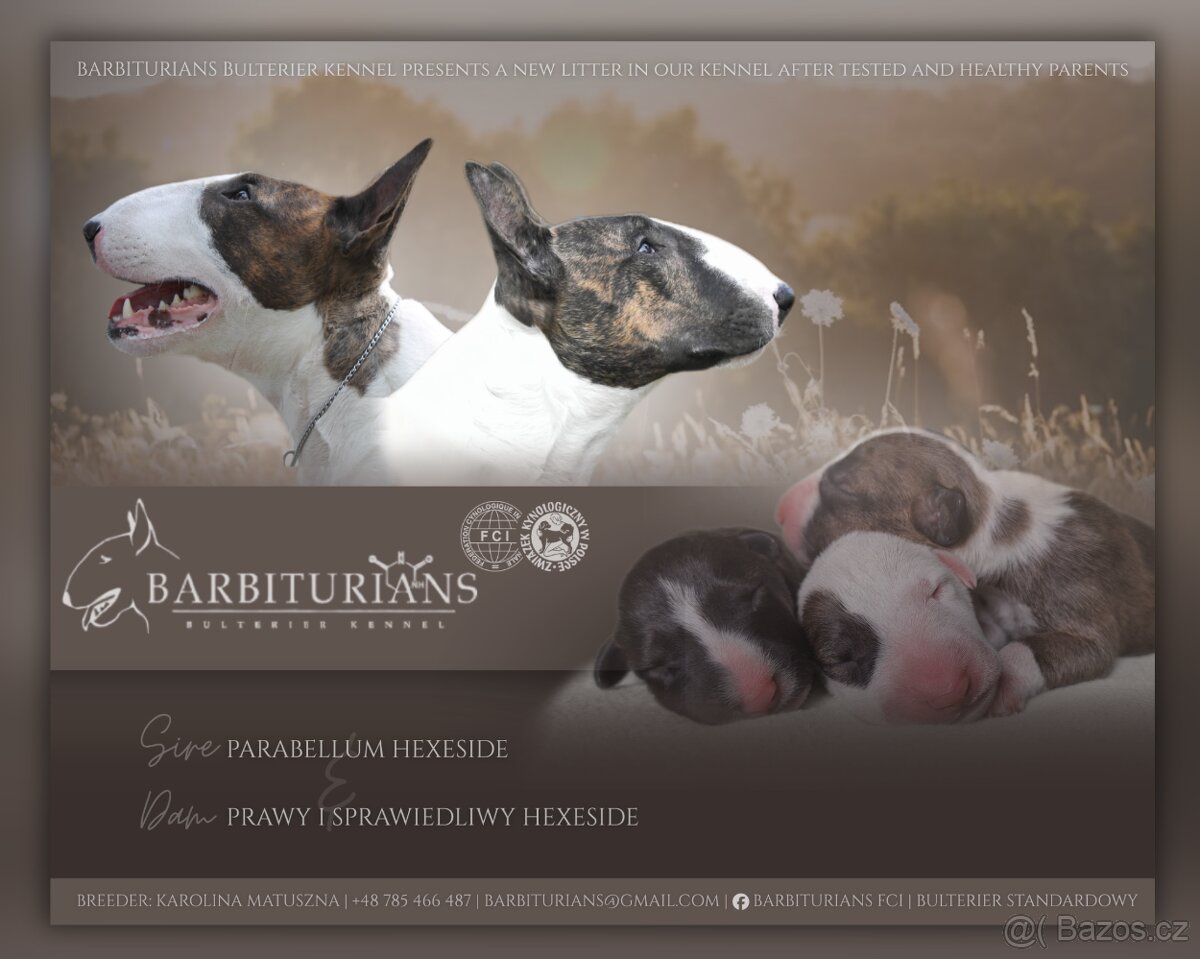 Anglický Bulteriér s PP / Bullterier, bullterrier - 13