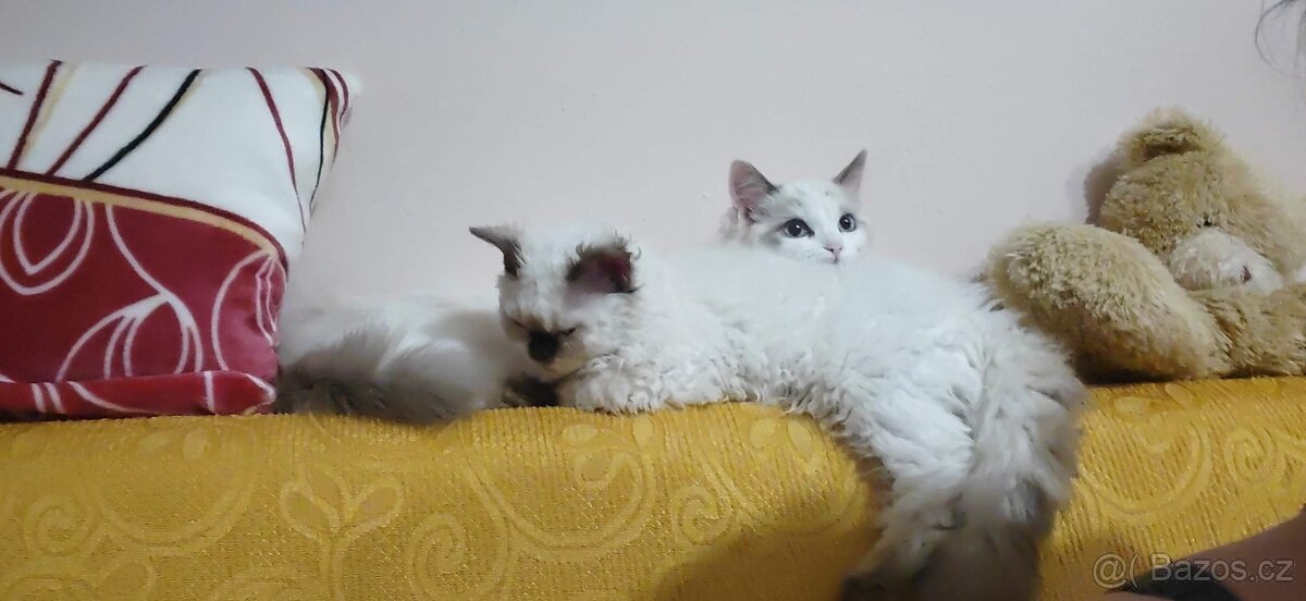 Ragdoll - 13