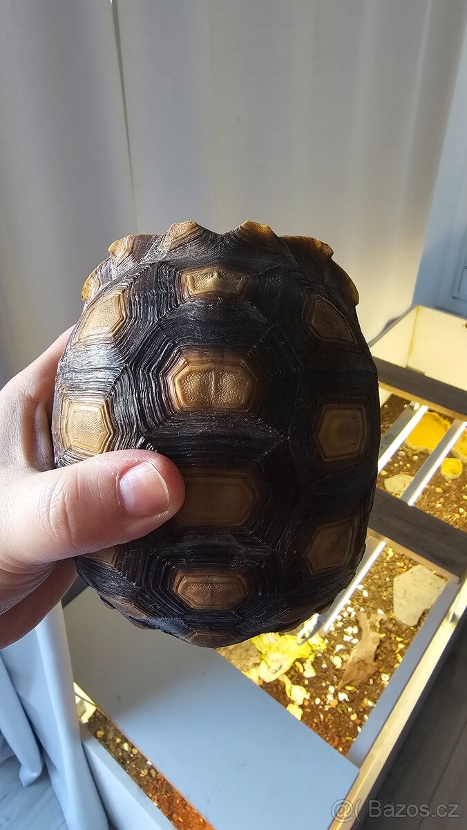 Suchozemské želvy - 13