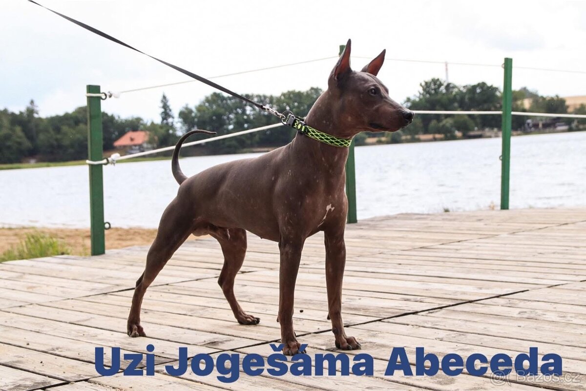 Americký bezsrstý teriér AHT - 13