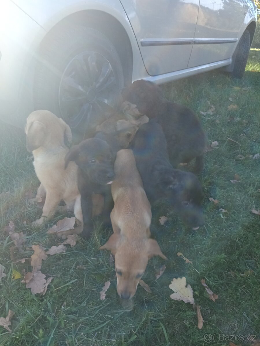 Štěňata Labrador - 13