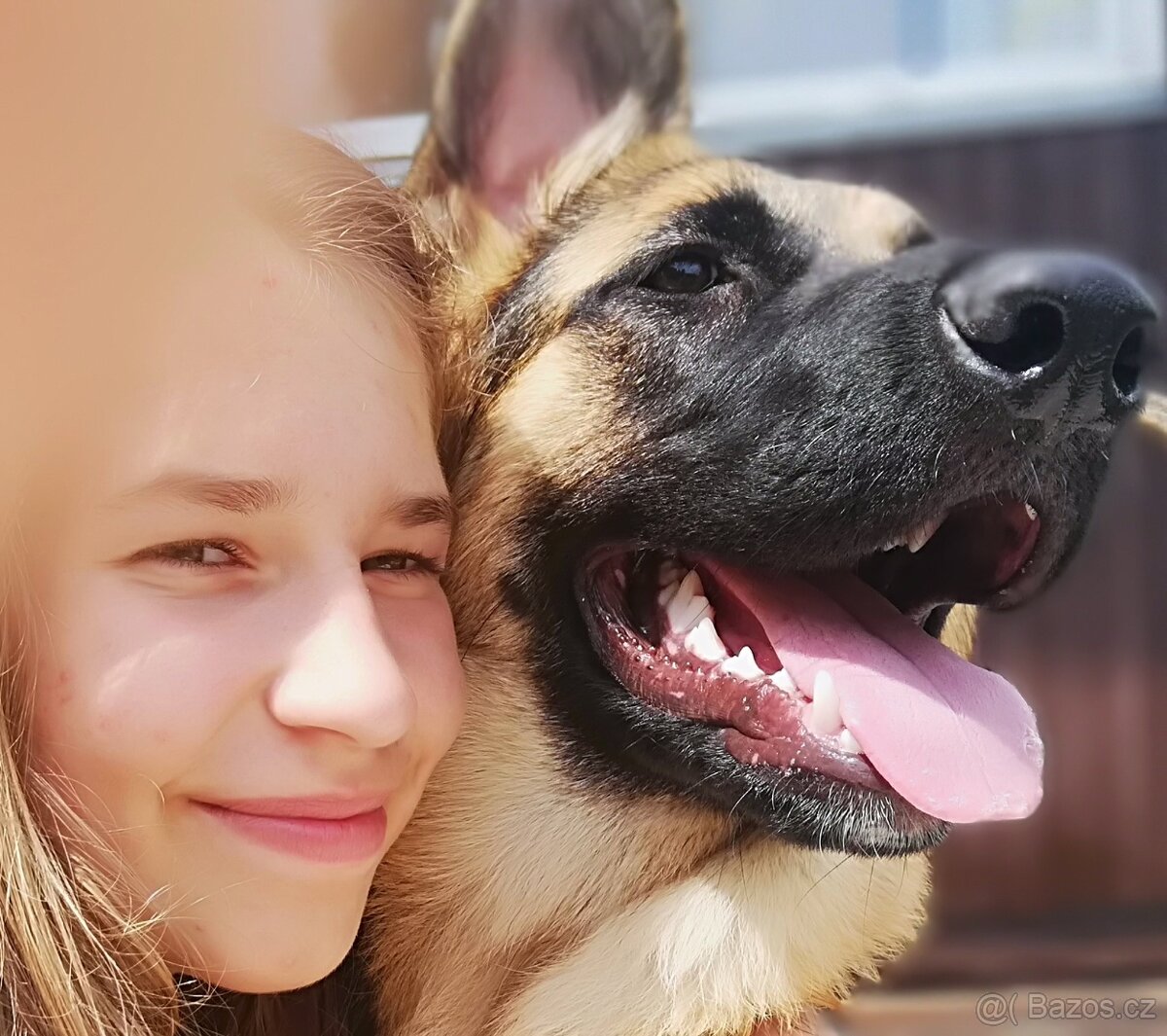 Nemecky ovčák typu Rex(štěňata) - 13