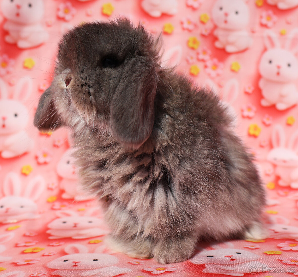 Zakrslí beránci NHD . - 13