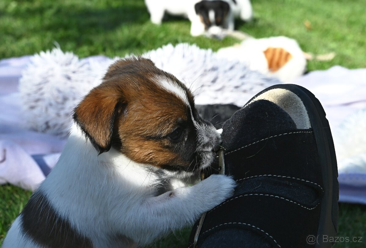 Jack Russell terier s PP - 13
