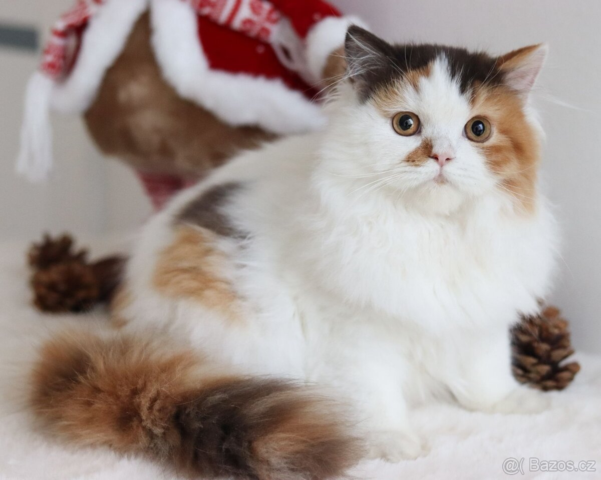 Britská koťátka s PP - 13