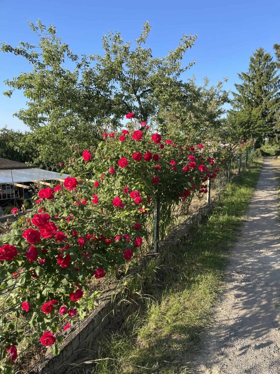 Chateau Vysočany - 13