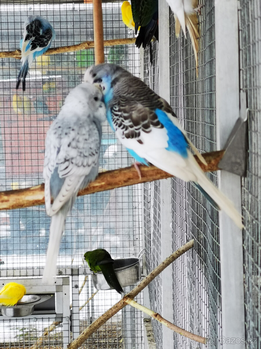 Andulka vlnkovaná 2025 po výstavních rodičích - 13