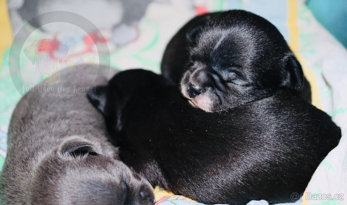 Čivava s PP k rezervaci - 13