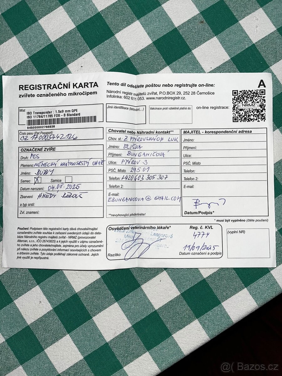Německý krátkosrstý ohař - 13