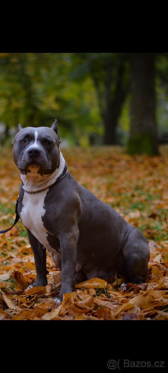 American Bully Standard - 13