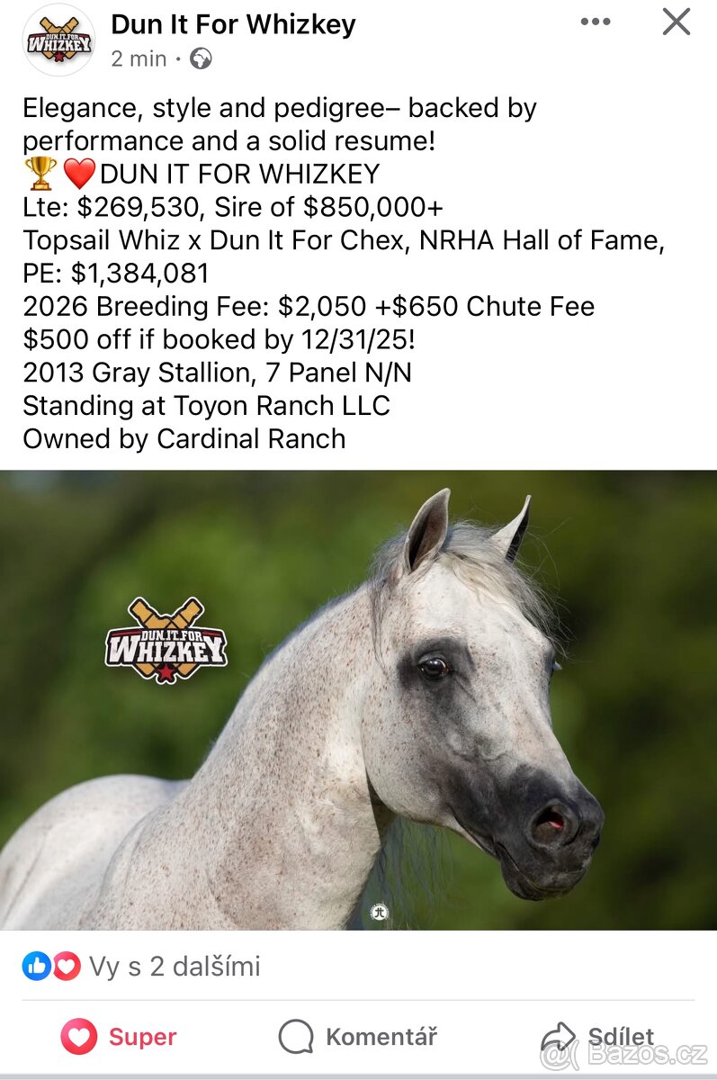 Quarter horse 2,5 roku . - 13