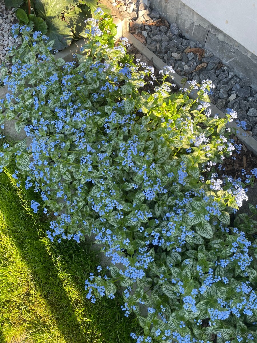 Sporýš argentinský/verbena trvalky - 13