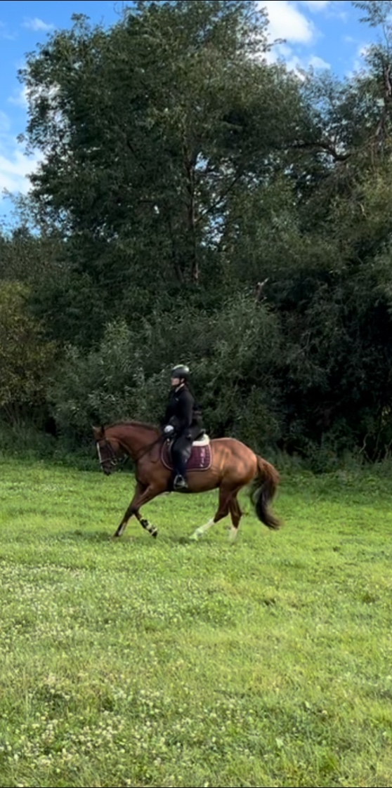 ČT kobyla 2012 - 13