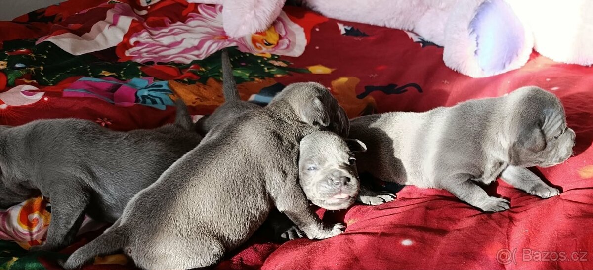 Stafordšírský bulteriér - 13