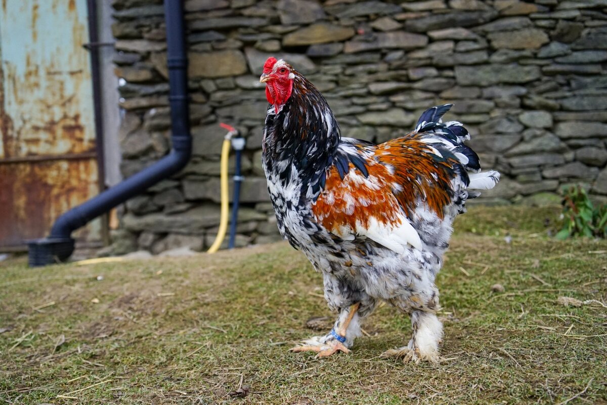 Brahmánky porcelánové 🥚🐣 (násadová vejce i kuřátka) - 13