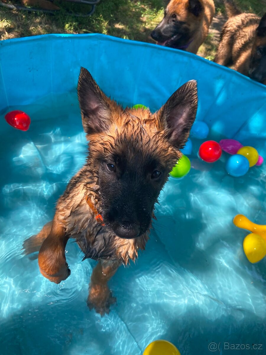 Stěně belgický ovčák malinois - 13