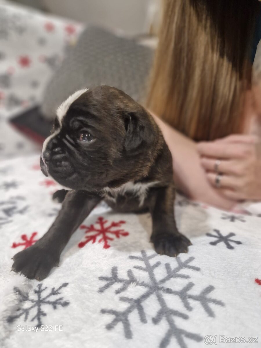 Německý boxer Žíhaný - 13