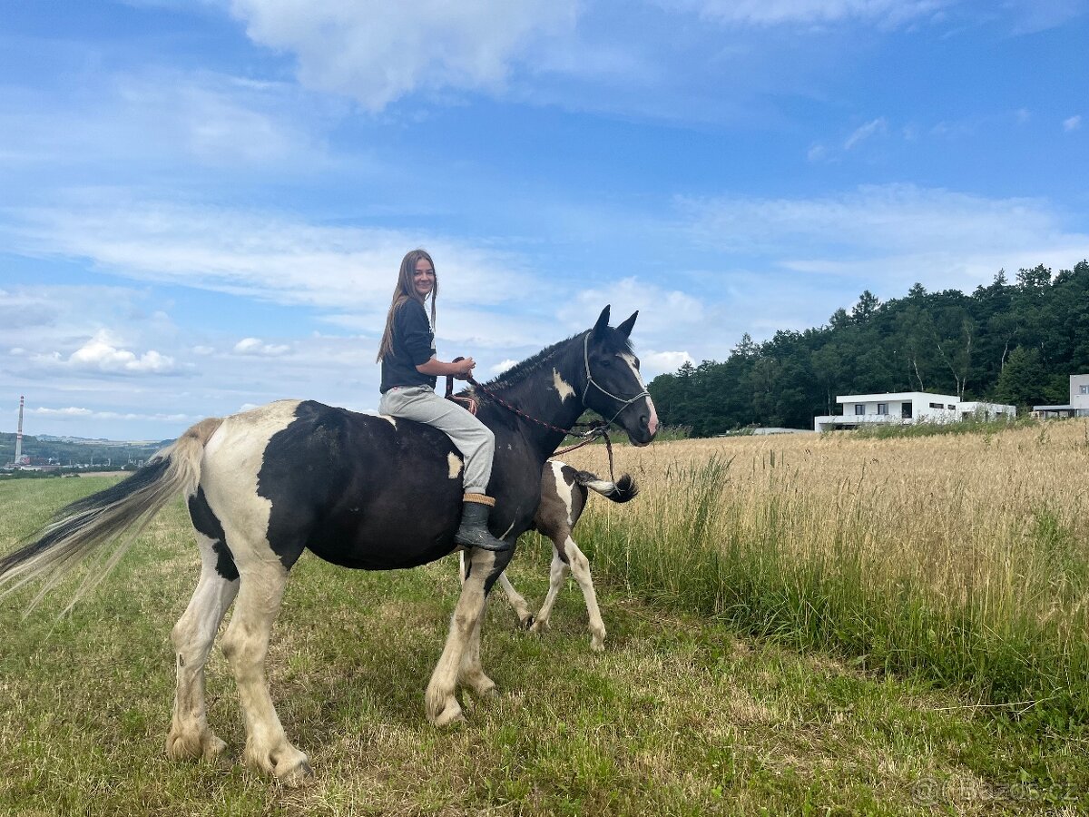 6 letá Barock Pinto - 13