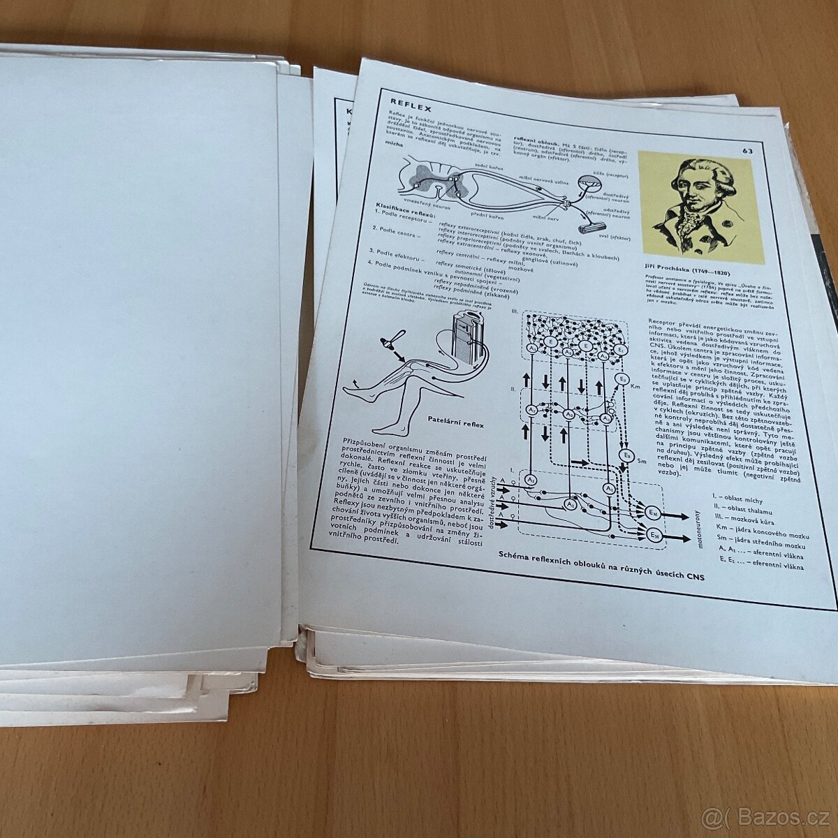 Retro- Biologie člověka v obrazech- A4 - 13