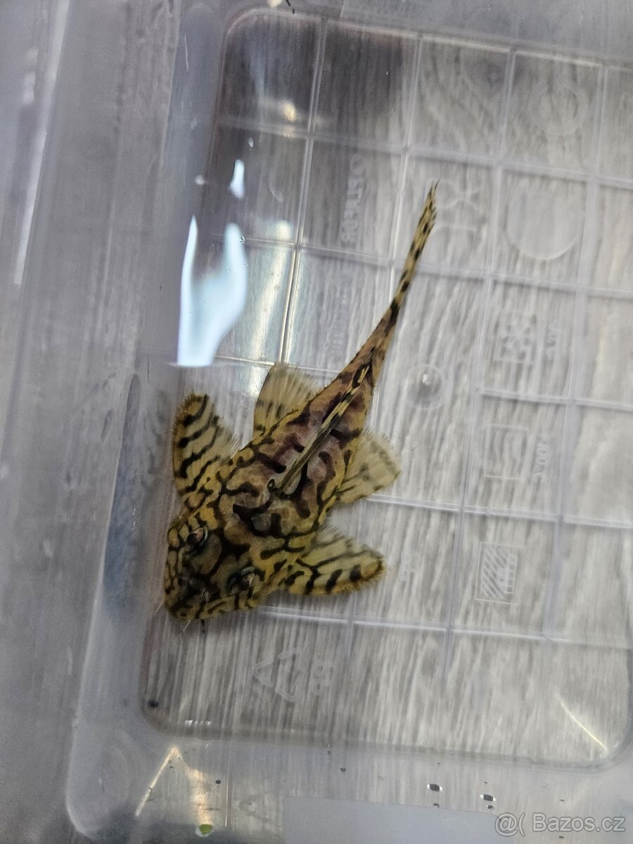 L 236 Super Yellow - chovné páry - 13