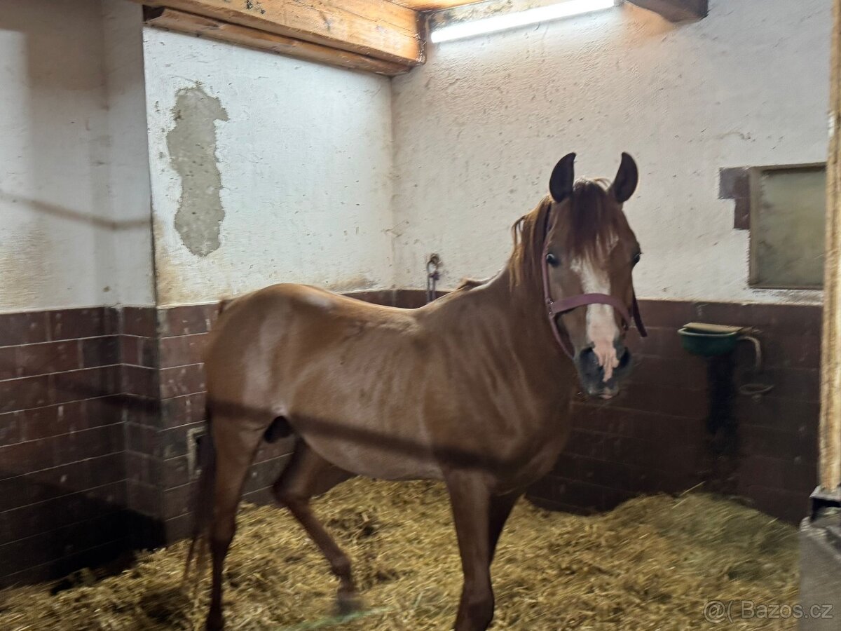 Plemeníci,kobyly arabských plnokrevníků - 13