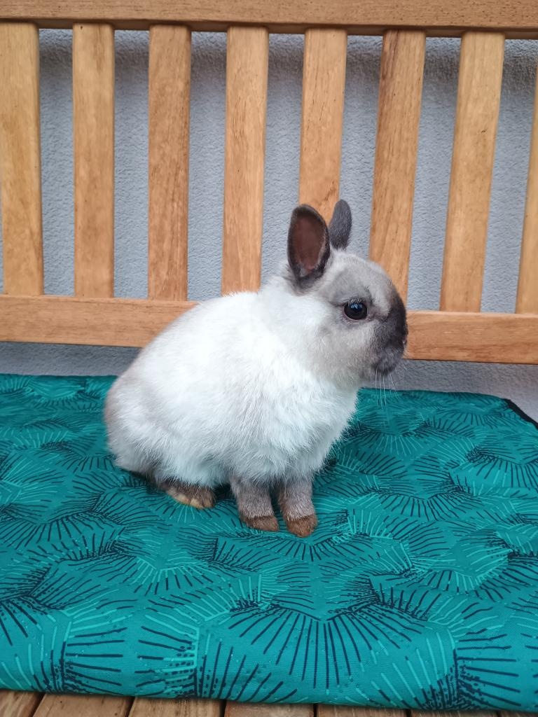 Zakrslý siamský žlutý MINI sameček - 13