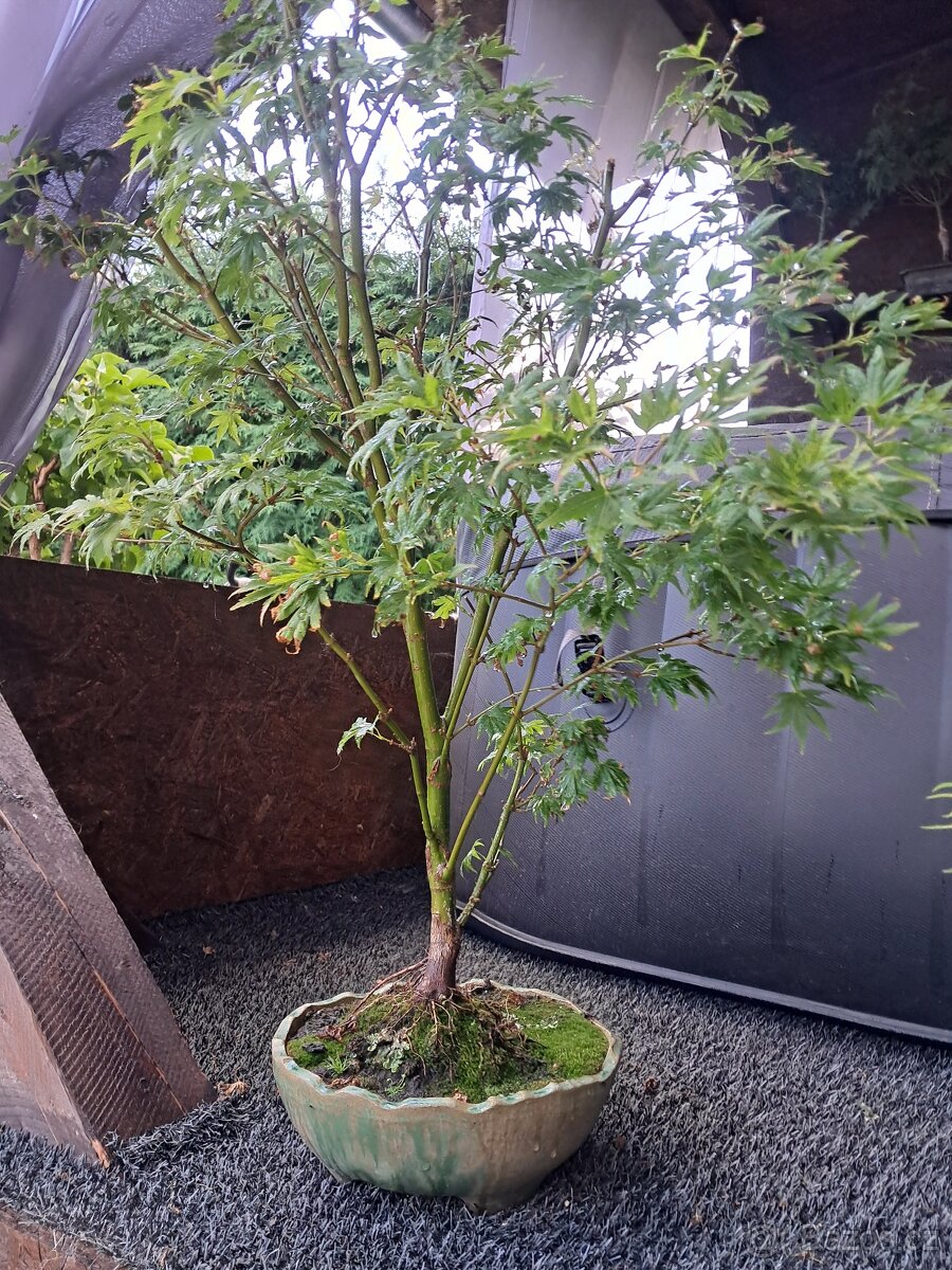 Bonsaj,bonsai - 13