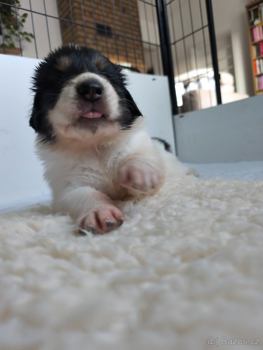 Šteniatko tornjaka s PP - 13