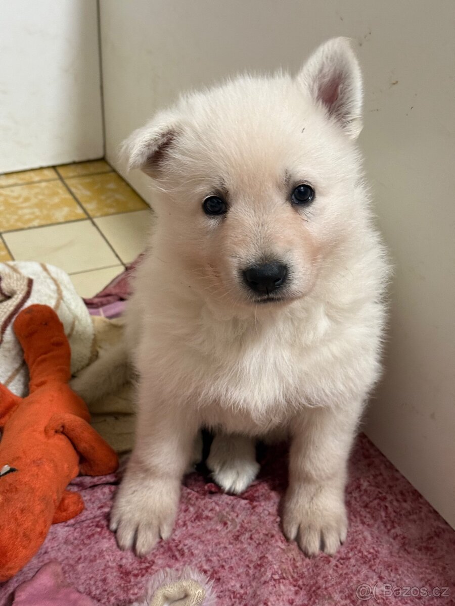 Bílý švýcarský ovčák s PP - 13