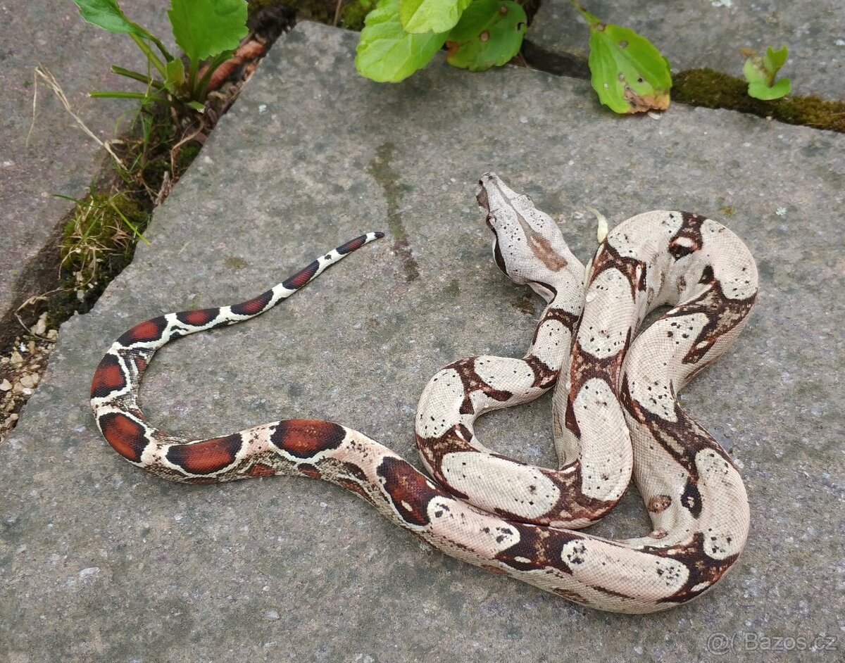 Boa imperator- Sharp Sunglow 66% het Sterling,Hypo Sterling - 13