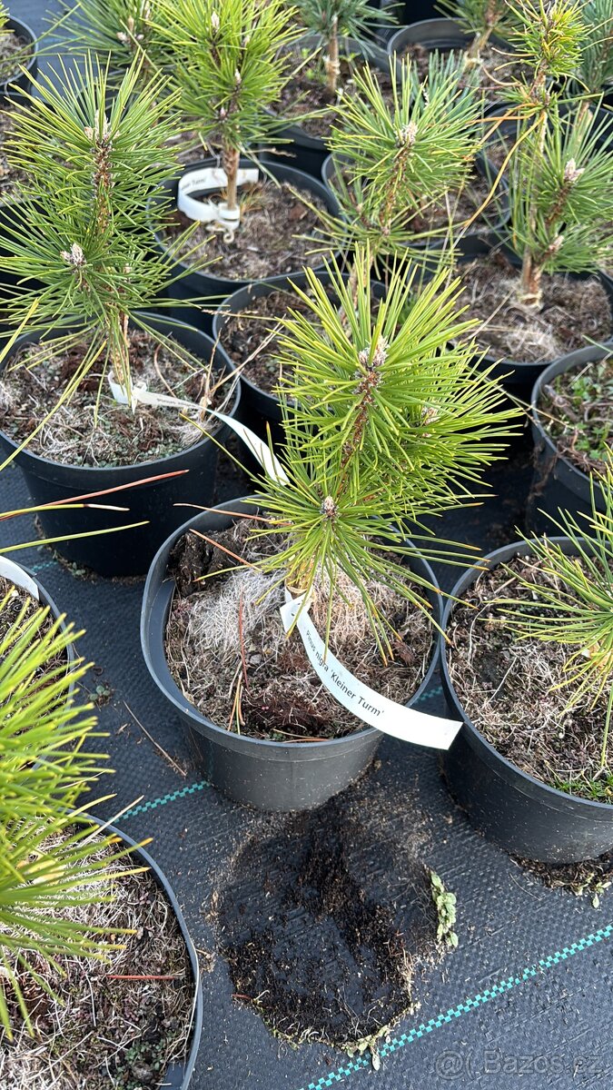 Borovice c2 doprava - 13