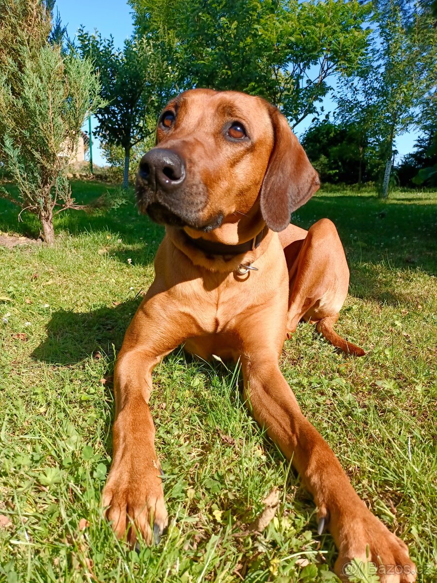 Hlídání psů - 13