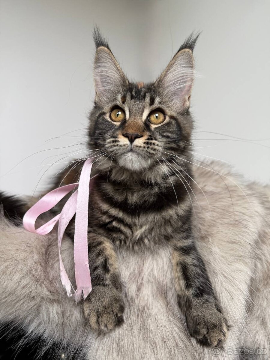 Mainská mývalí koťátka s PP - 13