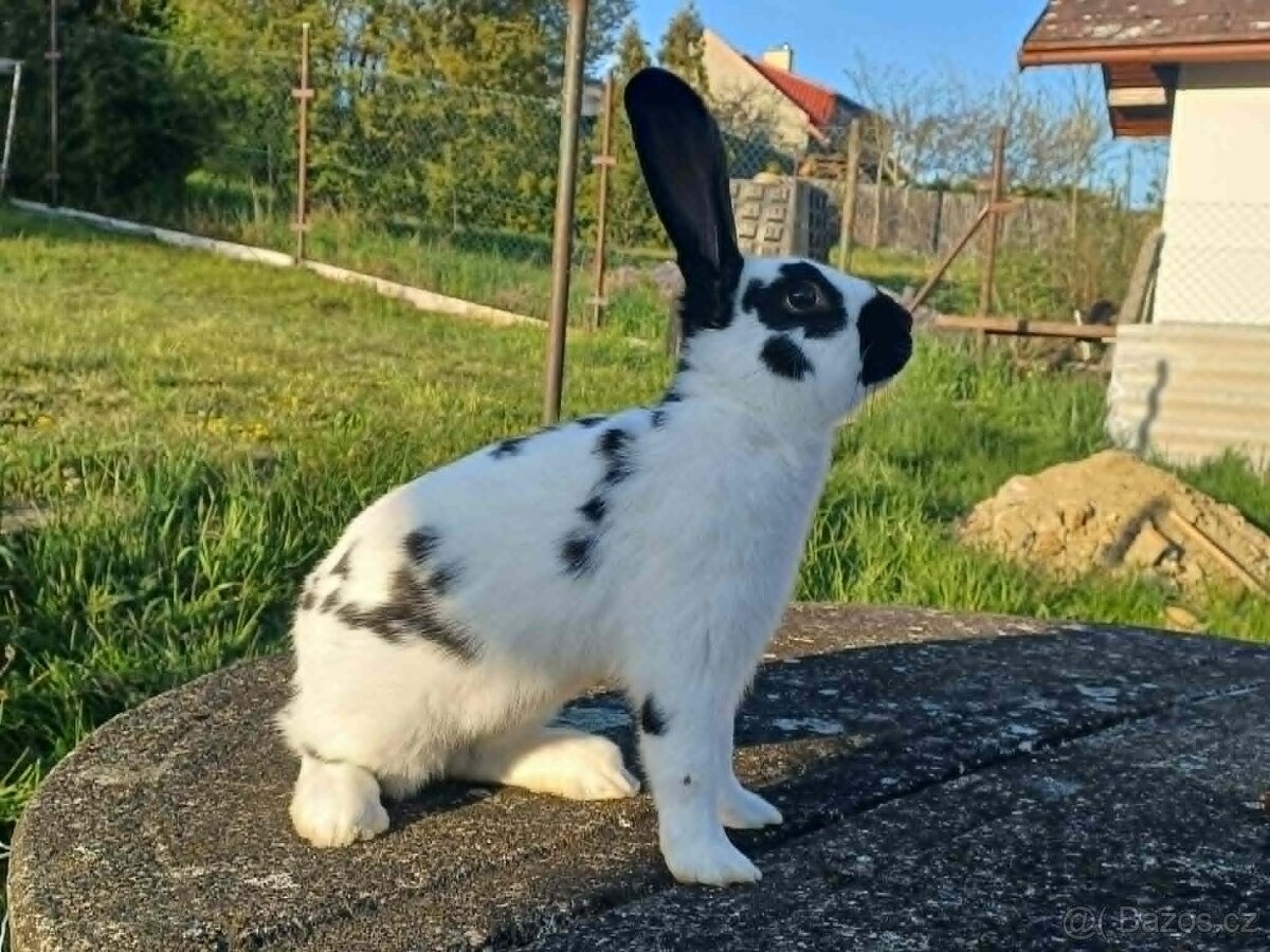 Německý Obrovitý Strakáč - NOS - Sameček - 13